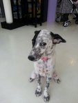 ♫♪ Melody ♪♫ ★ Dalmation Mix ★ - Mixed Breed Dog