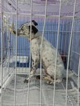 ♫♪ Melody ♪♫ ★ Dalmation Mix ★ - Mixed Breed Dog