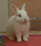 Rew Netherland Dwarf Nd Baby Rabbit - Netherland Dwarf Rabbit