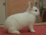 Rew Netherland Dwarf Nd Baby Rabbit - Netherland Dwarf Rabbit