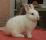 Rew Netherland Dwarf Nd Baby Rabbit - Netherland Dwarf Rabbit