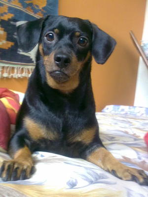 Ozzie Is Missing ): - Dachshund Dog