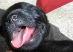 The Bucuk Booby Blacky - Mixed Breed Dog