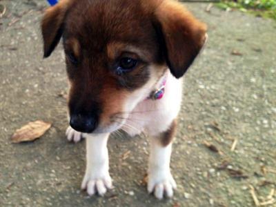 Lucky The Pup - Terrier Mix Dog