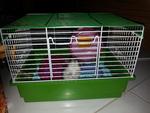 Hamster 4