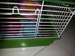 Hamster 4