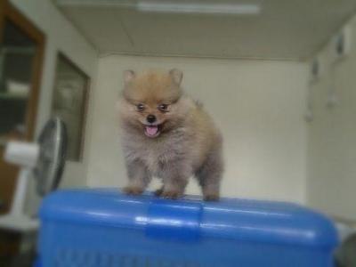 Small Size Orange Pomeranian  - Pomeranian Dog