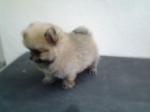 Small Size Orange Pomeranian  - Pomeranian Dog