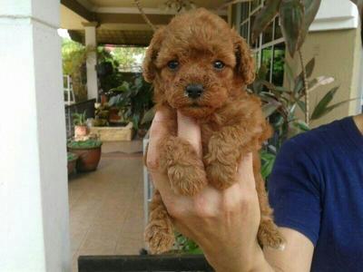 Tiny Super Red Poodle For Sale - Poodle Dog