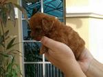 Tiny Super Red Poodle For Sale - Poodle Dog