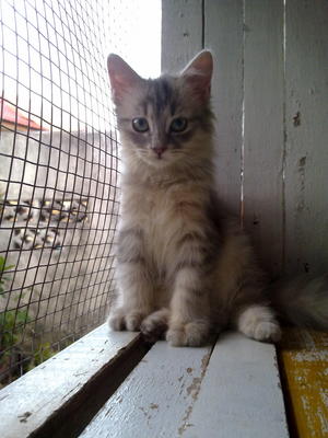 Suki - Domestic Long Hair + Maine Coon Cat