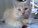 Oj (Orange Junior) - Domestic Long Hair + Maine Coon Cat