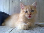 Oj (Orange Junior) - Domestic Long Hair + Maine Coon Cat