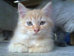 Oj (Orange Junior) - Domestic Long Hair + Maine Coon Cat