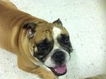 Bobby - English Bulldog Dog