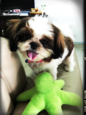 Belle - Shih Tzu Dog