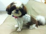 Belle - Shih Tzu Dog