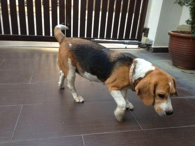 PF42452 - Beagle Dog