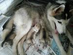 Husky Puppies  - Husky Dog