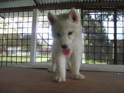 Husky Puppies  - Husky Dog