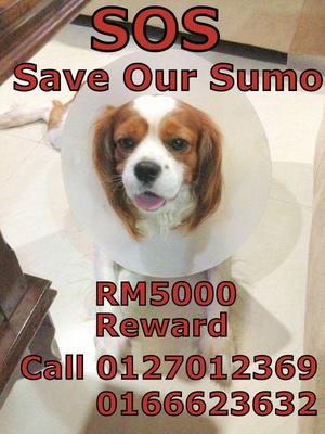 Sumo Lost In Jb - Cavalier King Charles Spaniel Dog