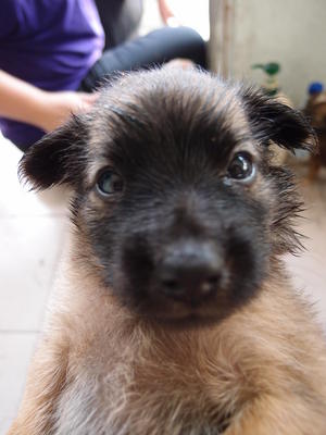 Fei Zai - German Shepherd Dog + Miniature Pinscher Dog