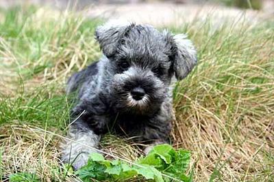 Salt &amp; Pepper Toy Schnauzer - Schnauzer Dog