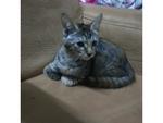 Kitten Dsh - Domestic Short Hair Cat