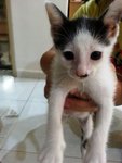 Black And The White Kitten - Domestic Medium Hair Cat