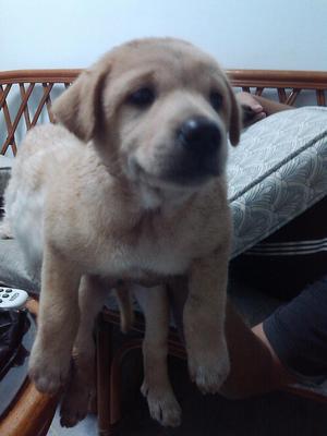 Golden - Golden Retriever Mix Dog