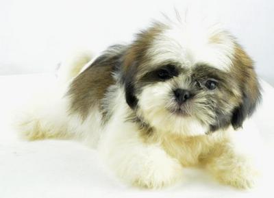 Shih Tzu - Super Thick Coat &amp; Small - Shih Tzu Dog