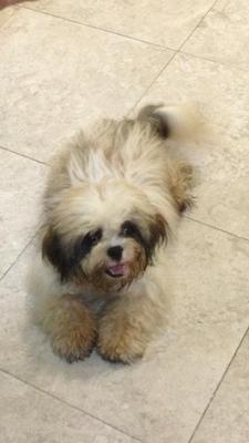 Jackie - Shih Tzu Dog