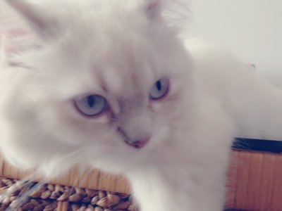 Bella - Persian Cat