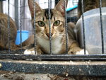 Keen,roku,stow,curly,browny - Domestic Medium Hair Cat