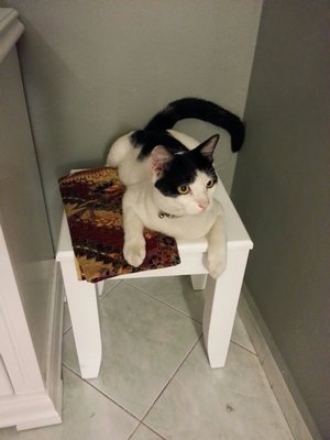 Oreo - Domestic Short Hair + Domestic Medium Hair Cat