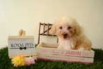 Toy Poodle (Cream) - Poodle Dog