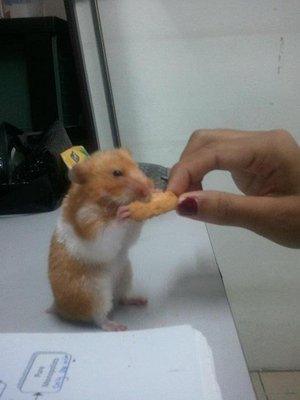 PF42529 - Syrian / Golden Hamster Hamster