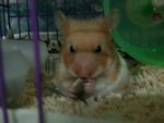 PF42529 - Syrian / Golden Hamster Hamster