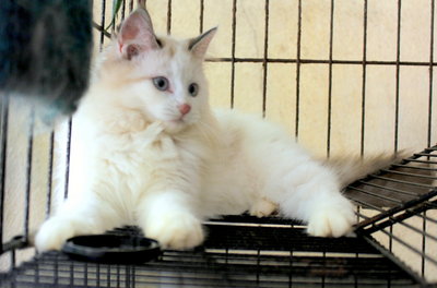 Pandora - Persian Cat