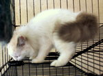 Pandora - Persian Cat