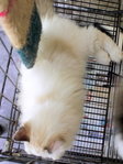 Pandora - Persian Cat