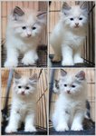 Pandora - Persian Cat