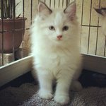 Pandora - Persian Cat