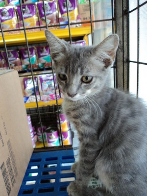 Greybaron &amp; Tobytabby - Domestic Short Hair + Tabby Cat