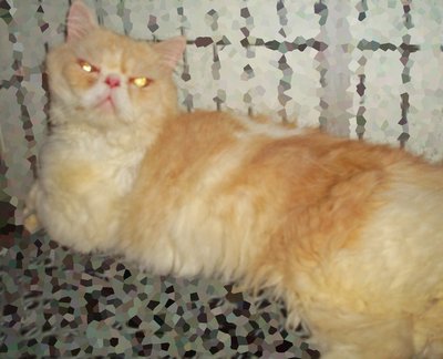 Big Boss (Flat Face) - Persian Cat