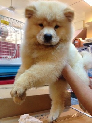 Thick Fur Male Cream Chow Chow  - Chow Chow Dog
