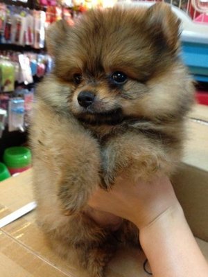 Heavy Coat Mini Orange Pomeranian - Pomeranian Dog