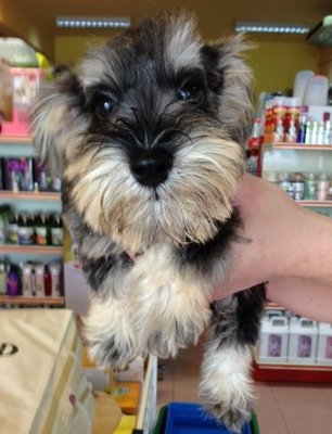Salt And Pepper Mini Schnauzer - Schnauzer Dog