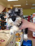 Salt And Pepper Mini Schnauzer - Schnauzer Dog