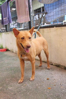 D10(030112) - Mixed Breed Dog